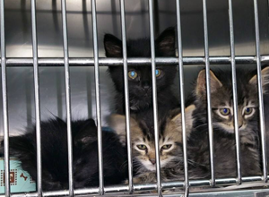 Oregon Friends of Shelter Animals